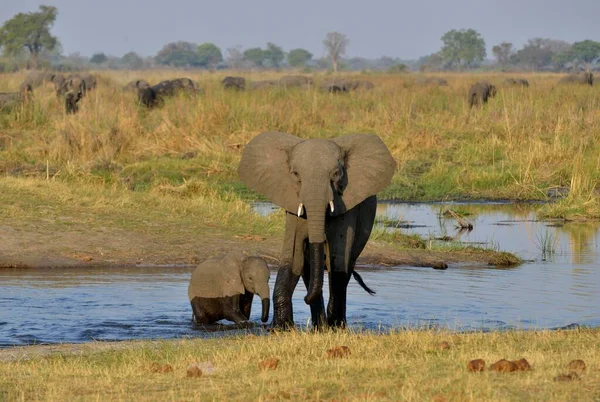 Elefante Loxodonta Africana Vaca Con Cría Cruzando Río Cuando Parque — Foto de Stock