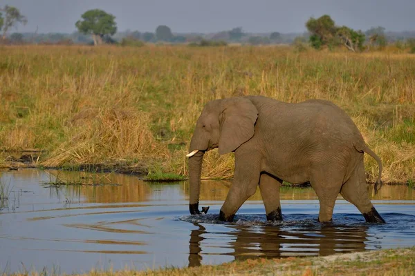 Elefante Loxodonta Africana Río Cuando Parque Nacional Bwabwata Región Zambeze — Foto de Stock