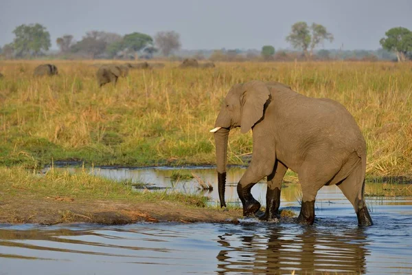 クアンド川を渡る象 ロコドンタ アフリカ ブワバタ国立公園 ザンベジ地方 カプリビ ストリップ ナミビア アフリカ — ストック写真