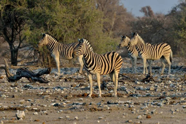 Burchell Zebras Equus Quagga Burchelli Etosha National Park Namibia Africa — 图库照片