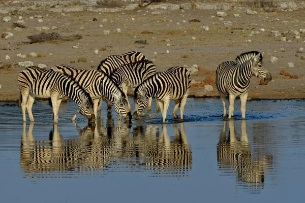 水の中のBurchell Zebras Equus Quagga Burchelli ウォーターホールChudop Etosha国立公園 ナミビア アフリカ — ストック写真