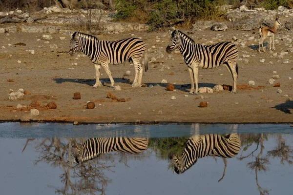纳米比亚 埃托沙国家公园 Chudop水坑 Burchell Zebras Equus Quagga Burchelli — 图库照片