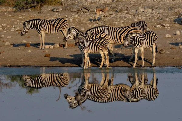 Zebras Burchell Equus Quagga Burchelli Refletido Poço Chudop Etosha National — Fotografia de Stock