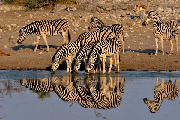 Burchell Zebras Equus Quagga Burchelli Drinking Waterhole Chudop Etosha National — Stock Photo, Image