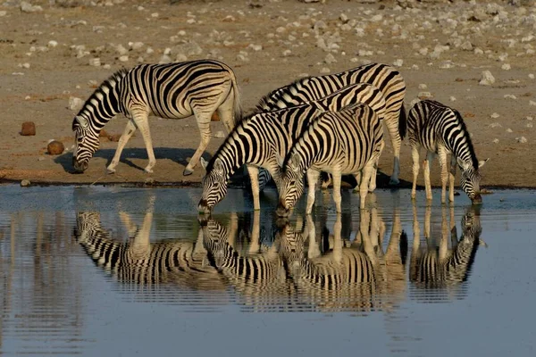 Burchell Zebras Equus Quagga Burchelli Pijący Wodopoju Chudop Park Narodowy — Zdjęcie stockowe
