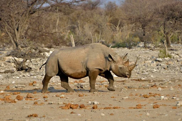 Rinoceronte Rinoceronte Negro Diceros Bicornis Chudop Parque Nacional Etosha Namibia —  Fotos de Stock