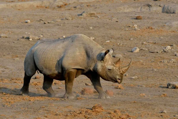 Rinocerontes Rinocerontes Negros Diceros Bicornis Chudop Etosha National Park Namíbia — Fotografia de Stock