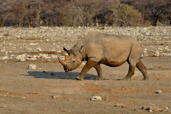 Hook Lipped Rhinoceros Black Rhinoceros Diceros Bicornis Chudop Etosha National — Stock Photo, Image