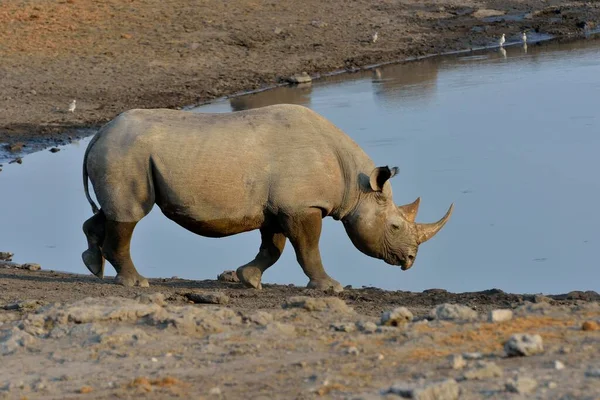 Rinoceronte Rinoceronte Negro Diceros Bicornis Abrevadero Chudop Parque Nacional Etosha — Foto de Stock