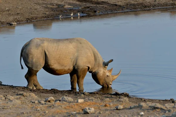 Rinoceronte Bico Gancho Rinoceronte Preto Diceros Bicornis Beber Poço Chudop — Fotografia de Stock