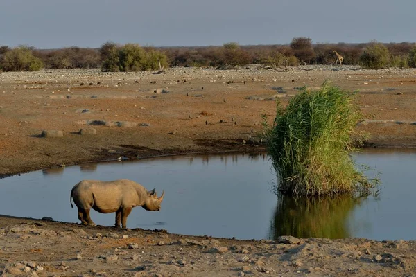 Hook Lipped Rhinoceros Black Rhinoceros Diceros Bicornis Waterhole Chudop Etosha — Stock Photo, Image