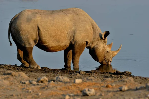 Hook Lipped Rhinoceros Black Rhinoceros Diceros Bicornis Drinking Waterhole Chudop — Stock Photo, Image