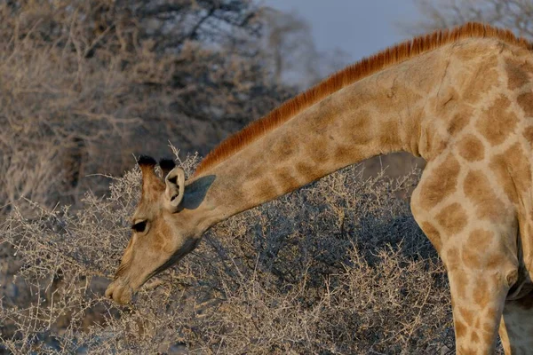 Girafe Giraffa Camelopardalis Mangeant Parc National Etosha Namibie Afrique — Photo
