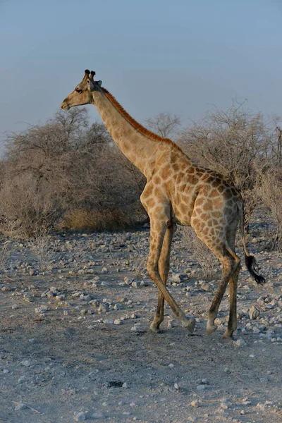 Jirafa Giraffa Camelopardalis Caminando Parque Nacional Etosha Namibia África —  Fotos de Stock