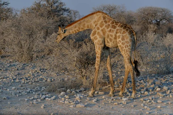 Girafa Giraffa Camelopardalis Parque Nacional Etosha Namíbia África — Fotografia de Stock