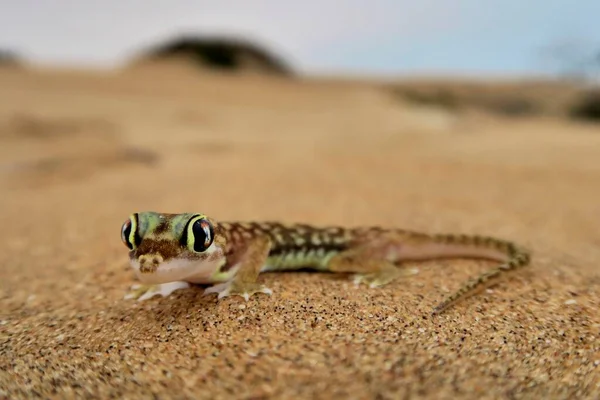 Namib Gecko Namib Sand Gecko Web Footed Gecko Pachydactylus Rangei — Foto de Stock