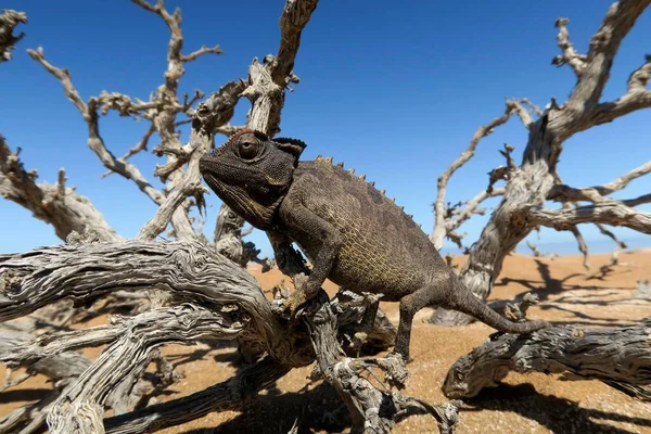 Namaqua Chameleon Chamaeleo Namaquensis Namib Desert Swakopmund Namibia Africa — Stock Photo, Image