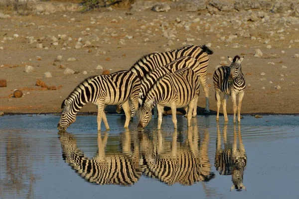 位于非洲纳米比亚埃托沙国家公园Chudop水坑的Burchell Zebras Equus Quagga Burchelli — 图库照片