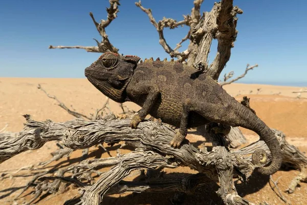 Namaqua Chameleon Chamaeleo Namaquensis Namib Desert Swakopmund Namibia Africa — Stock Photo, Image