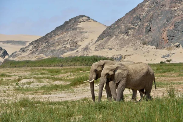 Desert elephant or African elephants (Loxodonta africana), dry riverbed of Hoarusib, Skeleton Coast National Park, Kaokoveld, Kunene Region, Namibia, Africa