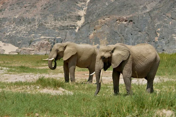 Desert elephant or African elephants (Loxodonta africana), dry riverbed of Hoarusib, Skeleton Coast National Park, Kaokoveld, Kunene Region, Namibia, Africa