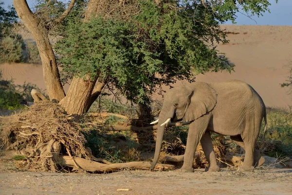 Desert elephant, African elephant (Loxodonta africana), in the dry riverbed of the Huab, Damaraland, Namibia, Africa