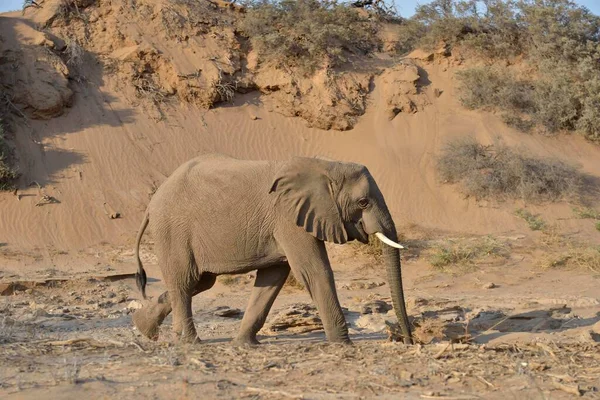 Desert elephant, African elephant (Loxodonta africana), mining with his beak to water, dry riverbed of the Huab, Damaraland, Namibia, Africa