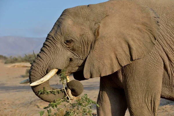 Desert elephant, African elephant (Loxodonta africana) feeding, dry riverbed of the Huab, Damaraland, Namibia, Africa