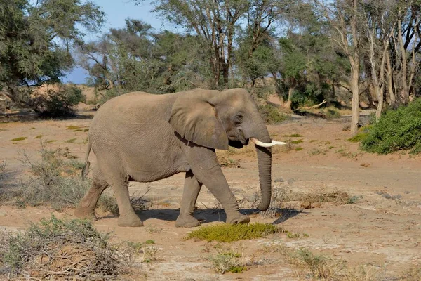 Desert elephant or African elephant (Loxodonta africana), in the dry riverbed of the Huab, Damaraland, Namibia, Africa