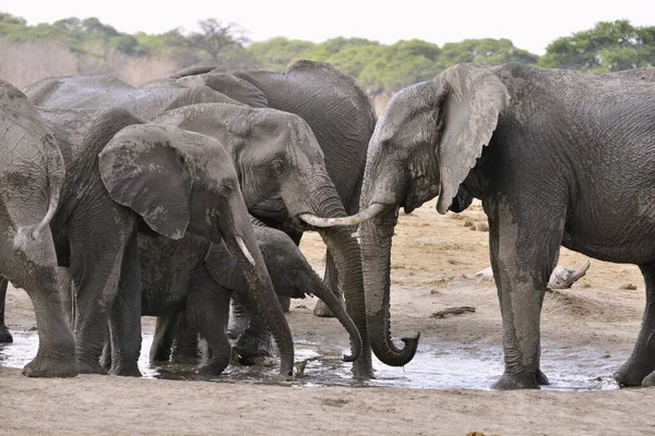 Elefanti Loxodonta Africana Che Bevono Una Pozza Acqua Vicino Somalisa — Foto Stock