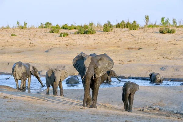 Elefantes Loxodonta Africana Tomando Banho Perto Acampamento Somalisa Parque Nacional — Fotografia de Stock