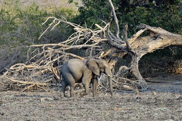 Elephant Loxodonta Africana Kanga Camp Mana Pools National Park Mashonaland — Fotografia de Stock
