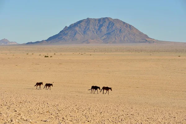 Chevaux Désert Namibien Equus Ferus Dans Désert Près Point Eau — Photo