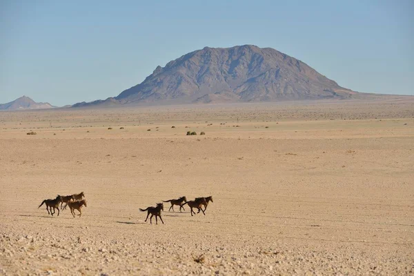Cavalos Deserto Namib Equus Ferus Galopando Deserto Perto Buraco Água — Fotografia de Stock
