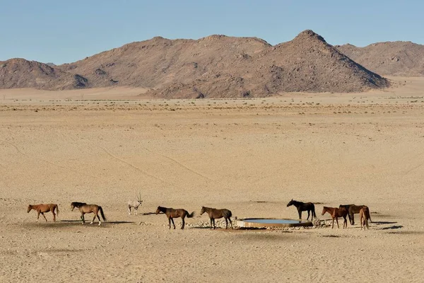 Pouštní Koně Namib Pouštní Koně Equus Ferus Pramene Garub Blízkosti — Stock fotografie