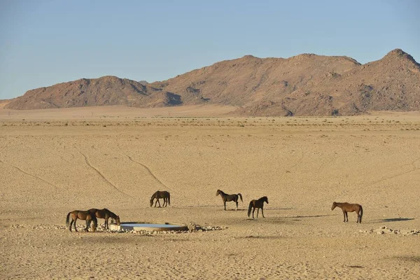 Pouštní Koně Namib Pouštní Koně Equus Ferus Pramene Garub Blízkosti — Stock fotografie