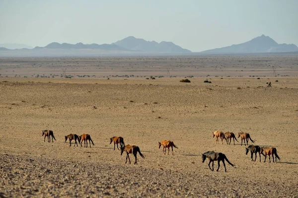 나미비아 카라스 사막을 가로지르는 에쿠스 페루스 물웅덩이 근처에 무리들 — 스톡 사진