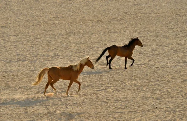Caballos Del Desierto Caballos Del Desierto Namib Equus Ferus Que — Foto de Stock