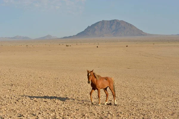Koń Pustynny Pustynny Koń Namibii Equus Ferus Pustyni Pobliżu Wodopoju — Zdjęcie stockowe