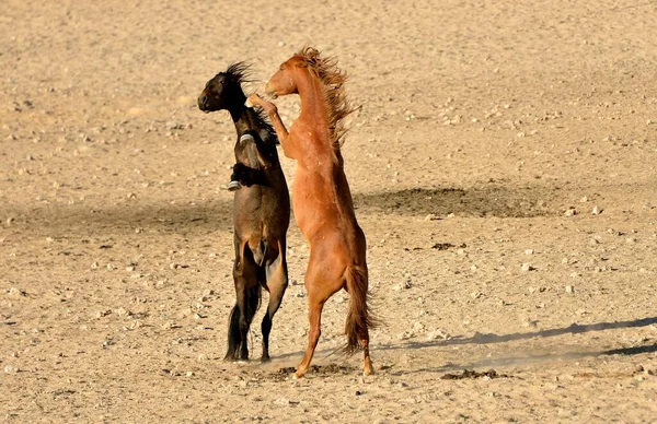 Lutar Contra Cavalos Deserto Cavalos Deserto Namíbia Namibs Equus Ferus — Fotografia de Stock