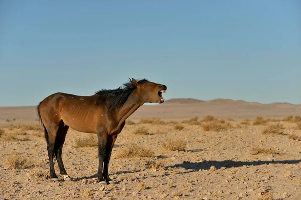 neighing desert horse, Namibian wild horse or Namib Desert horse (Equus ferus) near waterhole Garub, near Aus, Karas Region, Namibia, Africa