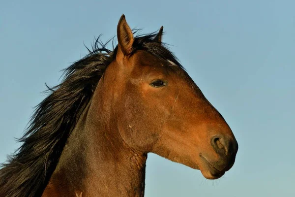Desert Horse Equus Ferus Portré Közel Víznyelő Garub Közel Aus — Stock Fotó