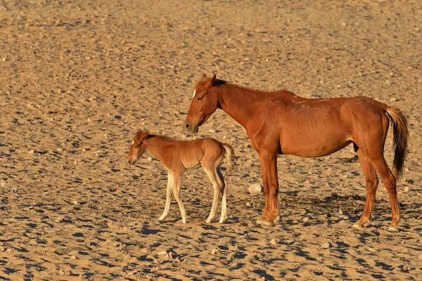 Пустельні Коні Пустелі Наміб Коні Або Наміби Equus Ferus Мати — стокове фото