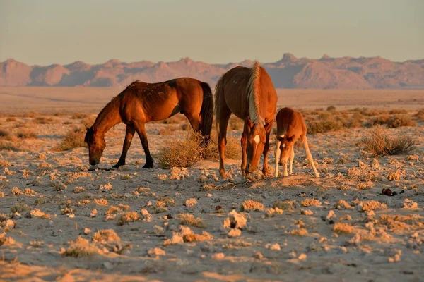 Caballos Del Desierto Equus Ferus Yegua Con Potro Busca Alimento — Foto de Stock
