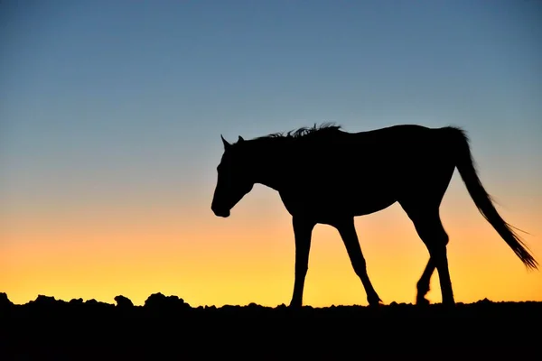 纳米比亚沙漠马 Equus Ferus 日落时 靠近非洲卡拉斯区Garub Aus水坑 — 图库照片