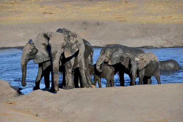 Elefantes Mato Africano Loxodonta Africana Pequeno Rebanho Após Banho Buraco — Fotografia de Stock