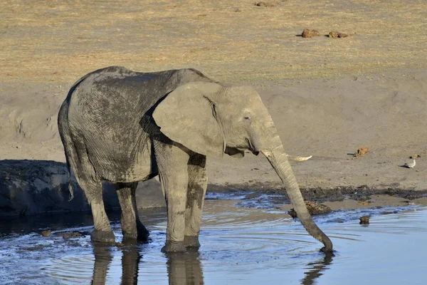 African Bush Elephants Loxodonta Africana Drinking Somalisa Waterhole Hwange National — Stock Photo, Image