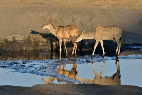 Fêmea Zambezi Maior Kudu Strepsiceros Zambesiensis Poço Água Perto Somalisa — Fotografia de Stock