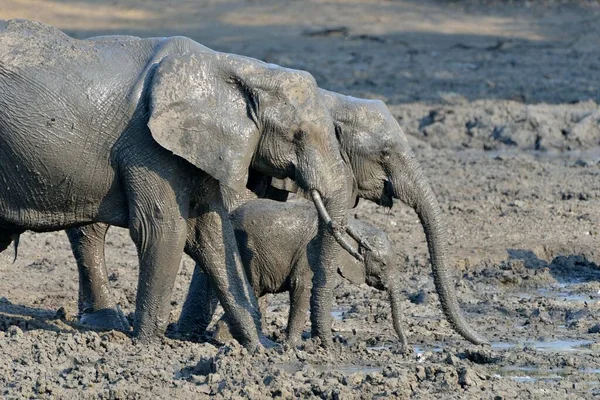 Błotem Pokryte Słonie Afrykańskie Loxodonta Africana Rodzina Słoni Słoń Wodospad — Zdjęcie stockowe