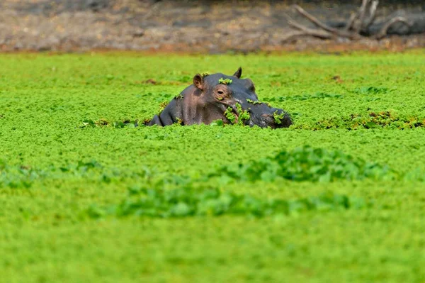 Гиппопотамус Амфибийный Hippopotamus Amphibius Среди Водных Растений Национальный Парк Мана — стоковое фото